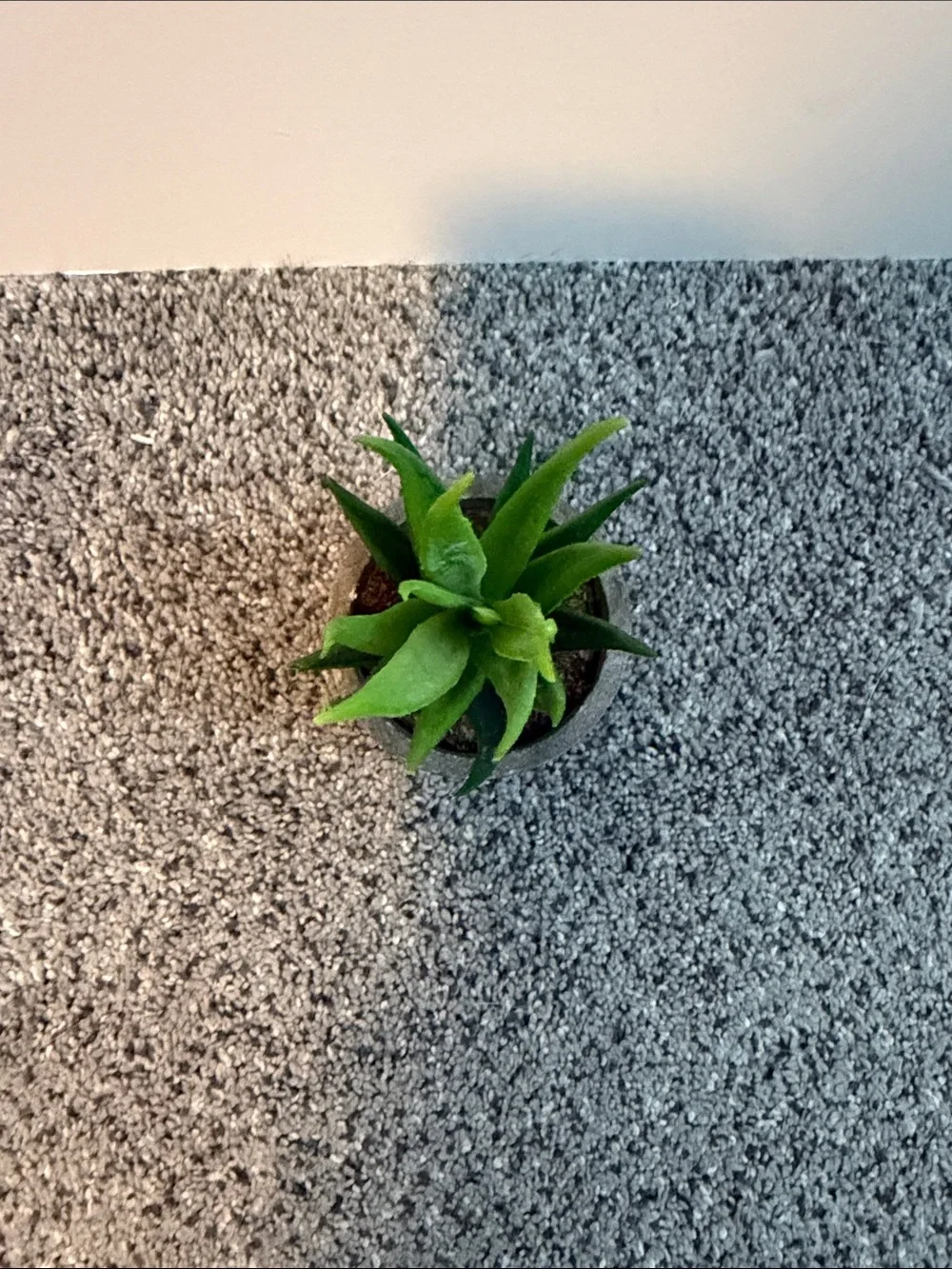 Small Artificial Aloe Succulent in Gray Concrete Pot - Green